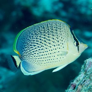Spotted Butterflyfish