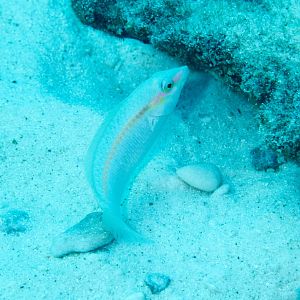 Zigzag Wrasse, female