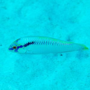 Zigzag Wrasse, male