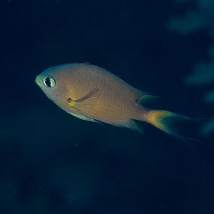 Darkfin Chromis