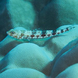 Variegated Lizardfish