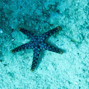 Starfish, Fromia sp.