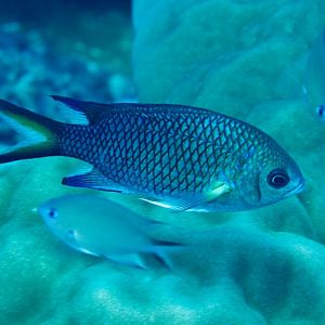 Yellow-axil Chromis