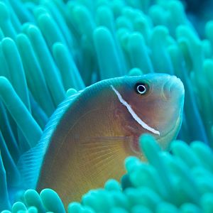 Ppink Anemonefish