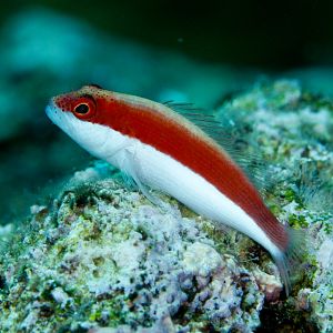Freckled Hawkfish
