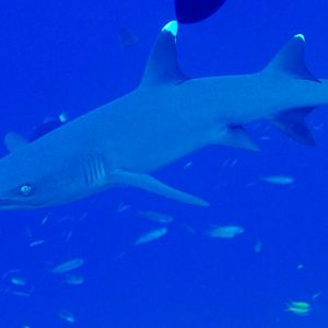 White-tip Reef Shark