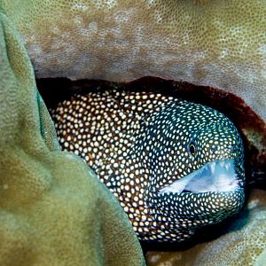 Whitemouth Moray