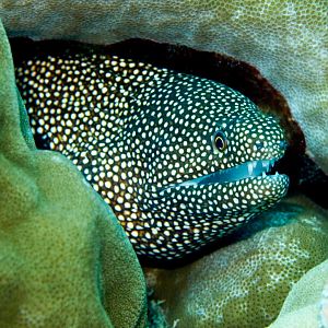 Whitemouth Moray