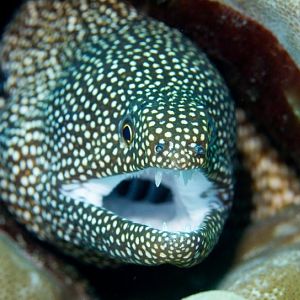 Whitemouth Moray