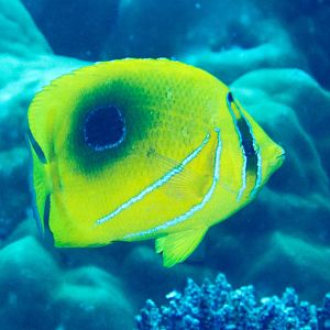 Bennett's Butterflyfish