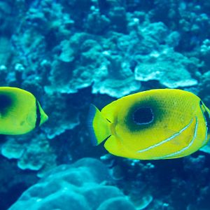 Ovalspot Butterflyfish (left) and Bennett's Butterflyfish