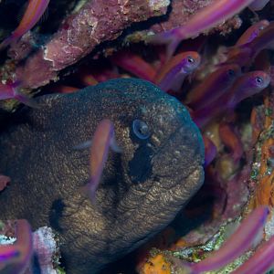 Masked Moray
