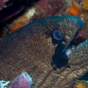 Masked Moray