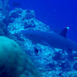 White-tip Reef Shark