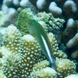 Arc-eye Hawkfish, light phase