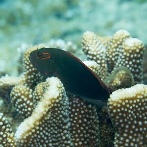 Arc-eye Hawkfish, dark phase