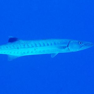Great Barracuda