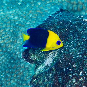 Cocos Angelfish