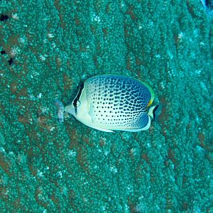 Spotted Butterflyfish