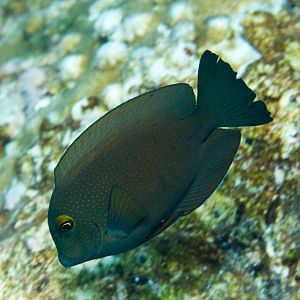 Goldring Bristletooth