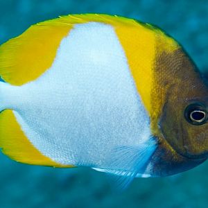 Pyramid Butterflyfish