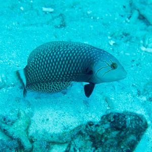 Rockmover Wrasse