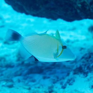 Scythe Triggerfish