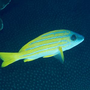 Blue-lined Snapper