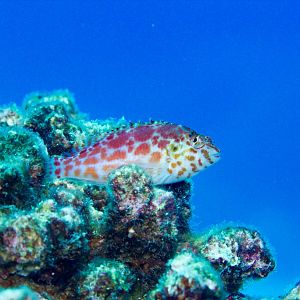 Spotted Hawkfish