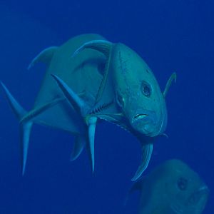 Black Trevally