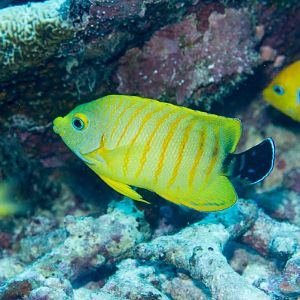 Hybrid Angelfish - Lemonpeel Angelfish x Eibl's Angelfish