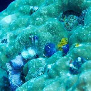 Christmas Tree Worms
