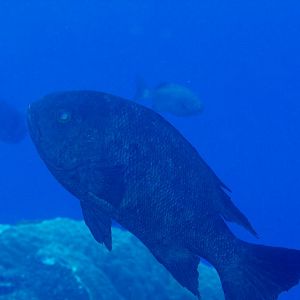 Black-and-White Snapper