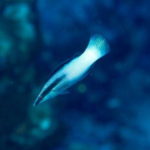 Bicolor Wrasse