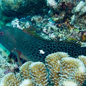 Halfspotted Hawkfish