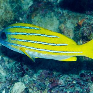 Blue-lined Snapper