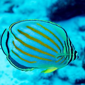 Ornate Butterflyfish