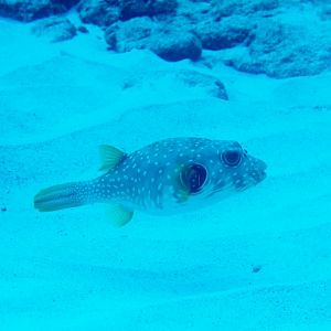 Stars and Stripes Puffer