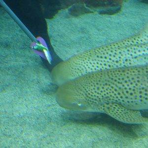 The Deep 2016: Zebra Shark Feeding