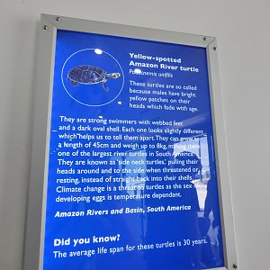 The Deep 2016: Yellow-Spotted Amazon River Turtle Signage