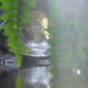 The Deep 2016: Yellow-Spotted Amazon River Turtle