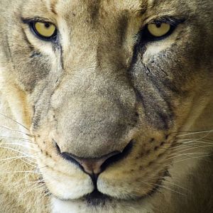 Jan. 2017 - Africa - Lioness