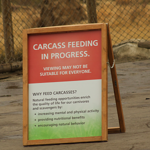 Jan. 2017 - Africa - 'Carcass Feeding In Progress' (Lions)