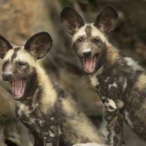 Jan. 2017 - Africa - Painted Dog Pups