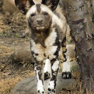 Jan. 2017 - Africa - Painted Dog Pup