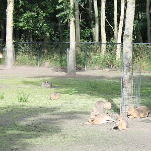 Alpacas and Patagonian cavys