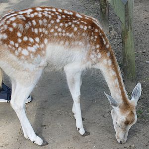 Fallow deer