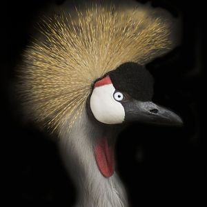 Jan. 2017 - Africa - Grey Crowned Crane