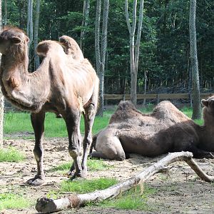 Bactrian camels