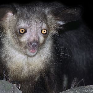 Jan. 2017 - Jungle Trails - Aye-Aye (My first Photo)